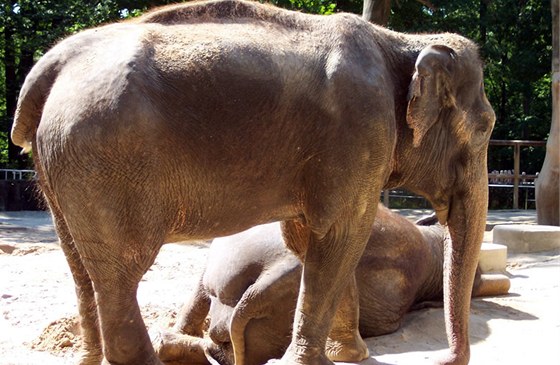 Slonice v liberecké zoo