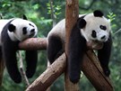 Panda velk�