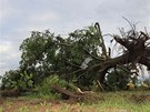 Tornádem vyvrácený strom ve Starých ivicích (21. ervna 2011)
