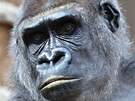 Gorilí samice Bikira