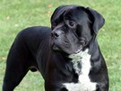 Cane Corso Italiano