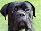 Cane Corso Italiano