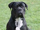 Cane Corso Italiano