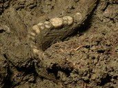 Archeologov objevili pi rekontrukci Klementina stedovk hroby.