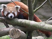 Panda erven si v jihlavsk zoo vyslouila pezdvku Kajnek.