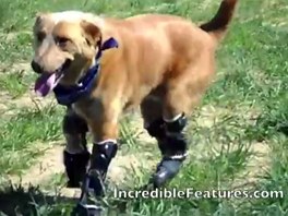 První pes na světě, který běhá díky bionickým nohám.