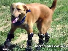 Naki´o je prvním psem na světě s bionickými nohami.