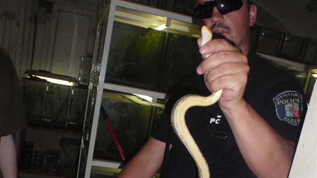 Více ne metr dlouhá úovka, kterou msttí policisté odchytili v byt