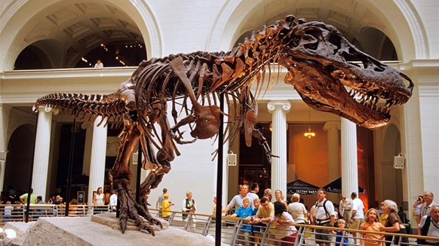 Kostra Tyrannosaura rexe pojmenovaná Sue. (muzeum v Chicagu)
