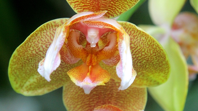 Botanická zahrada v Táboe vystavuje 200 orchidejí, na snímku si je prohlíí Václav Kopiva.