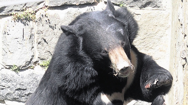 Šestiletý medvěd ušatý, který se přestěhoval ze zlínské zoo do Konopiště. Mimo to změnil také jméno, z Brumbase je nyní Jiří.