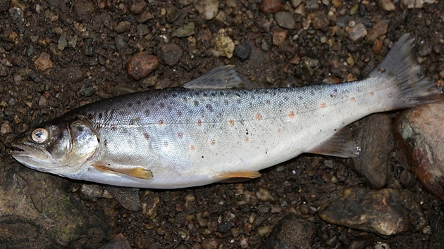 Z eky Svatavy vylovili piblin stovku uhynulých ryb.