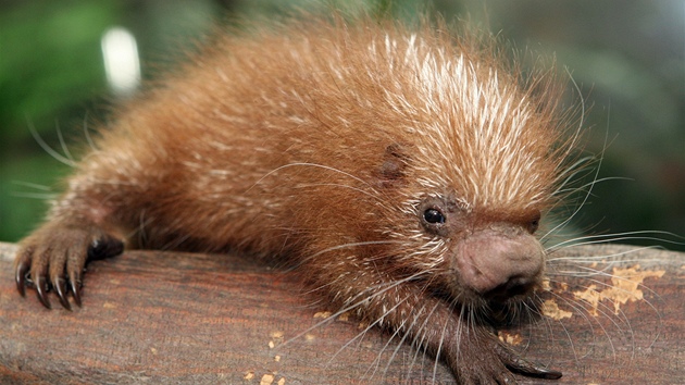 Ve zlínské zoo se narodilo mlád kuandu obecného.