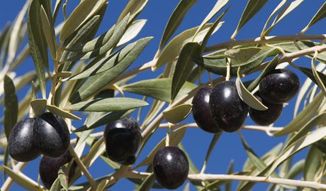 Plodem jsou malé oválné peckovice zvané olivy. Olivy jsou zprvu matn zelené,