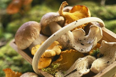 erstvé houby z lesa se nejlépe hodí pro rychlou úpravu.