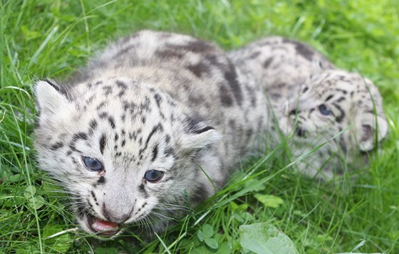 V jihlavské zoo se narodila mláata vzácného levharta snného.