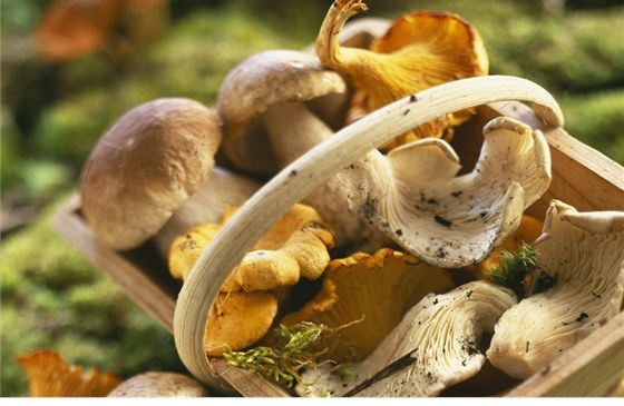 Čerstvé houby z lesa se nejlépe hodí pro rychlou úpravu.