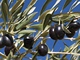 Plodem jsou mal ovln peckovice zvan olivy. Olivy jsou zprvu matn zelen,