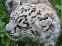 V jihlavsk zoo se narodila mlata vzcnho levharta snnho.