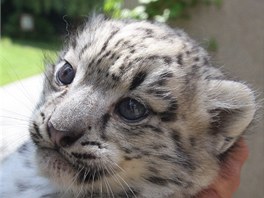 V jihlavsk zoo se narodila mlata vzcnho levharta snnho.