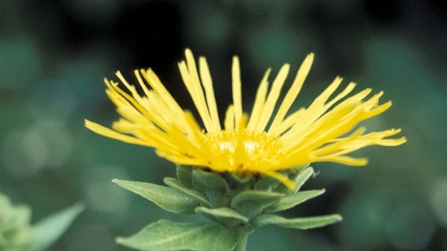 Jasně žlutý květ je poskládán z úzkých jazykovitých lístků, které jsou uskupeny