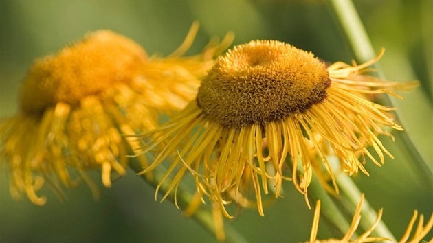 Jasně žlutý květ je poskládán z úzkých jazykovitých lístků, které jsou uskupeny