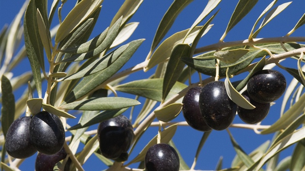 Plodem jsou malé oválné peckovice zvané olivy. Olivy jsou zprvu matně zelené,