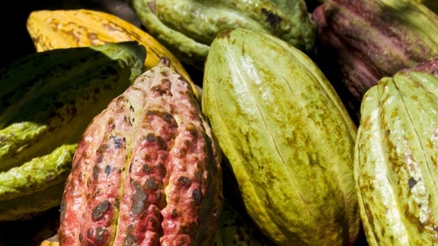 Plodem kakaovníku je asi 20 centimetrů dlouhý lusk, který je měkký a pevný, vnitřek je vyplněn žlutou dření ve které jsou vedle sebe usazena oválná semena, která se nazývají kakaové boby. 