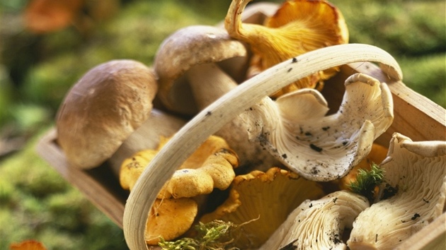 erstvé houby z lesa se nejlépe hodí pro rychlou úpravu.