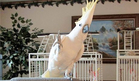 Tanící papouek Snowball