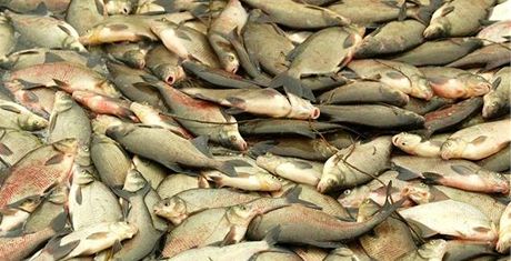 Kvli jedu uhynuly zaátkem ledna v Labi tuny ryb