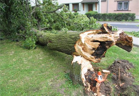 Vtve padajcho stromu v Lukavici na umpersku sten zashly projdjc