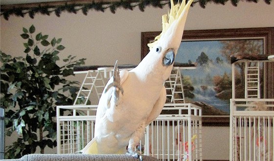 Tančící papoušek Snowball