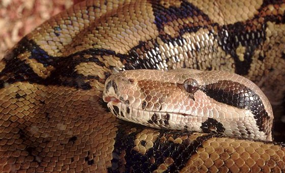 Hrozný královský (Boa constrictor)