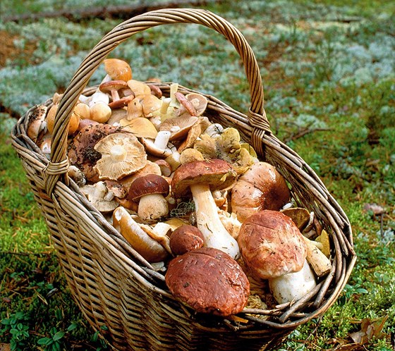 Tak o takovém koíku si mohou houbai nechat jen zdát. V lesích na jihu Moravy je toti hub zatím jen poskrovnu (ilustraní snímek).