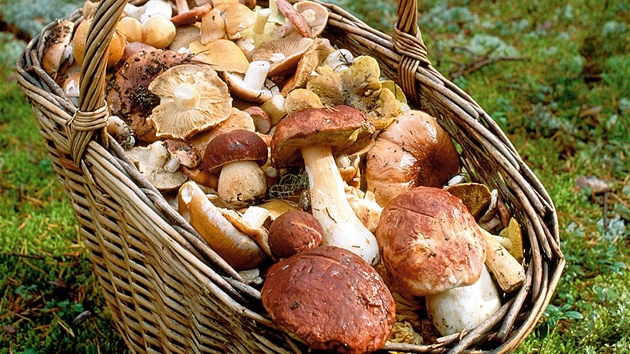 Ilustra�ní snímek