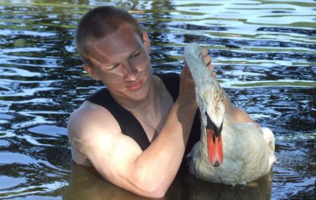 Radek Zeman z plzeské záchranné stanice ivoich pomáhá labuti, která se