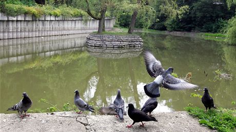 Nevábné zapáchající jezírko v parku Malé Versailles v Karlových Varech 