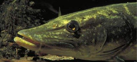 tika obecná (Esox lucius) - detail