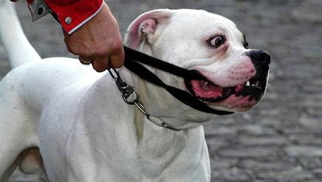 Zastupitel v Námti nad Oslavou ubodal psa, který zaútoil na jeho zvíe. Ilustraní foto