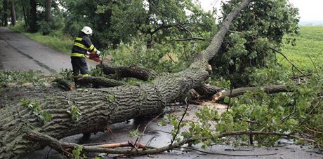 Hasii z Nového Bydova na Královéhradecku likvidovali mohutný strom, který