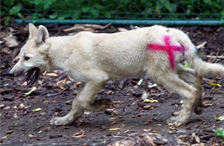 Dv z vlat v brnnsk zoo byla oipovna, odervena, naokovna a bylo u nich