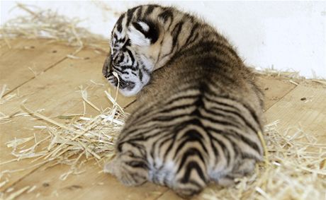 Ob ttdenn kotka tygr sumaterskch v prask zoo jsou samiky.