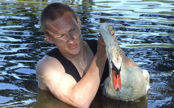 Radek Zeman z plzeňské záchranné stanice živočichů pomáhá labuti, která se