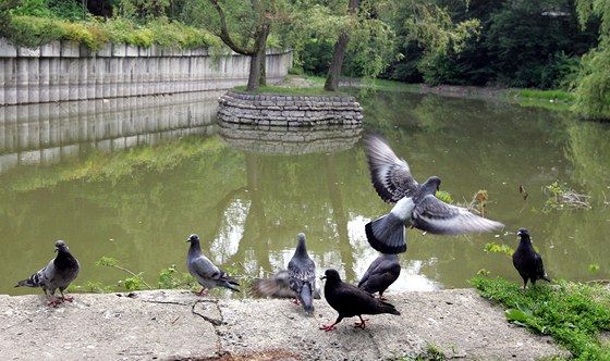 Nevábné zapáchající jezírko v parku Malé Versailles v Karlových Varech 