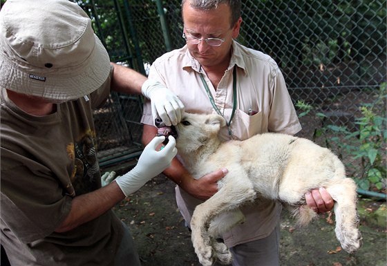 Brnnské zoo se daí chov smeky vlka arktického - kadoron se v ní narodí kolem deseti mláat.