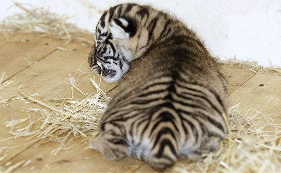 Ob ttdenn kotka tygr sumaterskch v prask zoo jsou samiky.