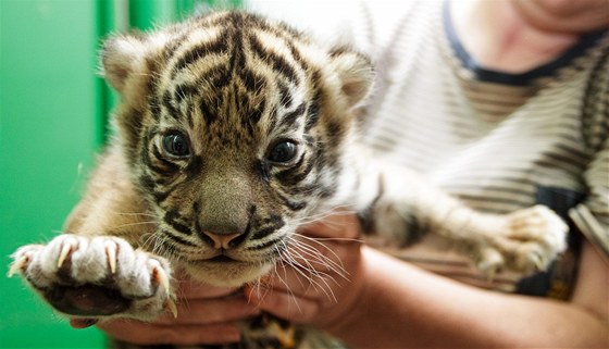 Mlád tygra sumaterského z praské zoo.
