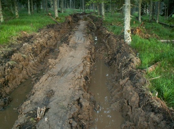 Vyjedné koleje v lesní pd na Modravské hoe na umav