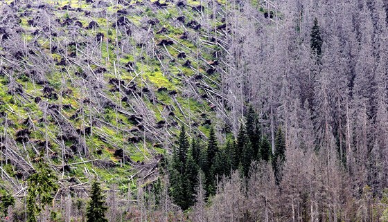 Les poničený kůrovcem u cesty k pramenům Vltavy na Šumavě